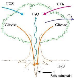 31. bserve a imagem de uma planta em processo de fotossíntese. a)qual a fonte de energia para a planta realizar fotossíntese? b) Explique a importância desse processo para os seres vivos.