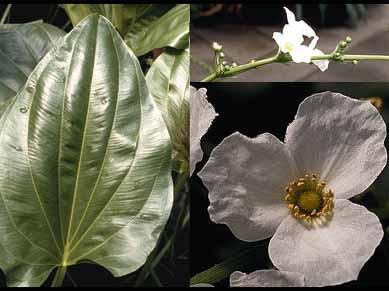 17 A B C Figura 1 Folha (A), inflorescência (B) e flor (C) de Echinodorus grandiflorus (Cham. & Schltdl.) Micheli. Fonte: http://wildplants.net/ee/echinodorus%20grandiflorus.jpg Chapéu-de-couro (E.