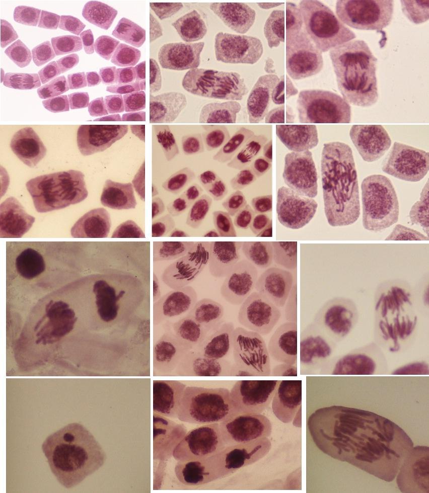 37 B A C D E F G H I J L K Figura 4 Células de Allium cepa em diferentes fases da divisão celular: A- Células normais do tratamento com E. grandiflorus 6g.L -1 (Pop.