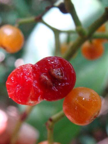 Drupe 24b