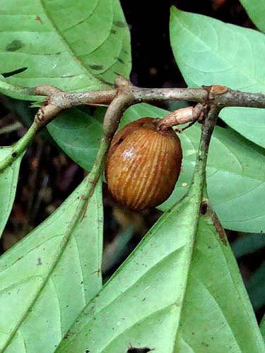 Cordia superba 