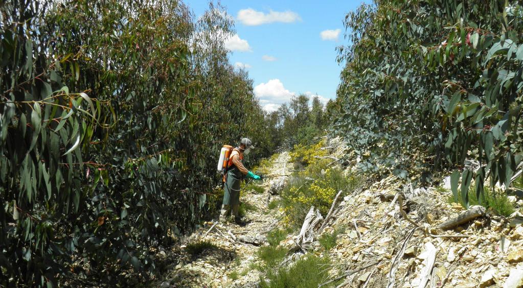 Controlo do Mato nos Terraços Oportunidade do Tratamento = Aplicação Única Herbicida aos +- 2 anos de idade e