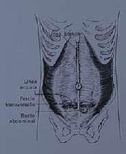 Estabilidade muscular Transverso Abdominal: Pressão intra-abdominal Estabilização da coluna Posição neutra EBENBICHLER