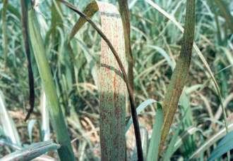 folha. Estas lesões medem de 1 a 10 mm de comprimento por 1 a 3mm de largura, evoluem rapidamente adquirindo uma coloração marrom, rodeadas por um halo amarelo pálido.