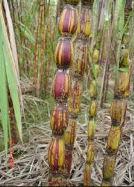 Saccharum officinarum Porte maior Altos níveis de sacarose Boa pureza de caldo Baixo conteúdo de