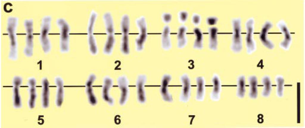 5 µm O clone AP85-361 (n = 32) apresenta número básico x = 8 Autopoliplóide