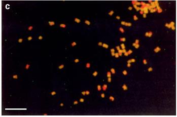 Saccharum spontaneum 10 µm