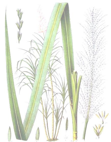 Taxonomia da cana-de-açúcar segundo CRONQUIST (1981) Magnoliophyta