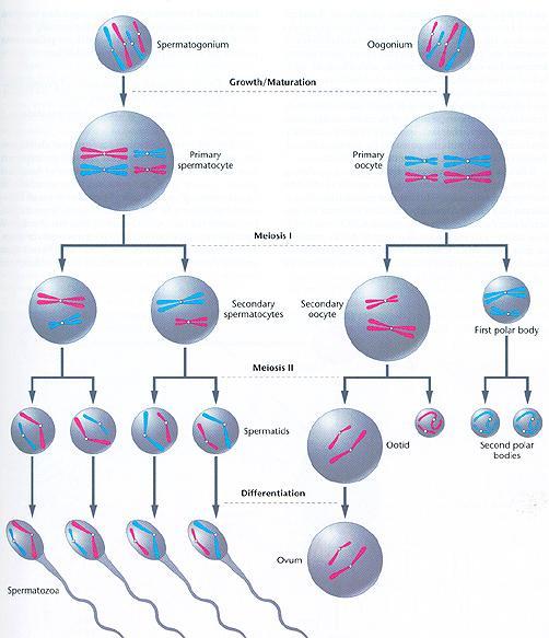 Meiose As células resultantes desse tipo de divisão contêm apenas um cromossoma de cada par de cromossomas