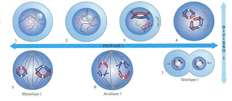 Divisão I Deve o seu nome de reducional ao facto de durante as etapas ocorrer a redução do número de cromossomas para