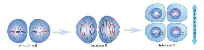 No final da divisão II, cada uma das duas células anteriormente