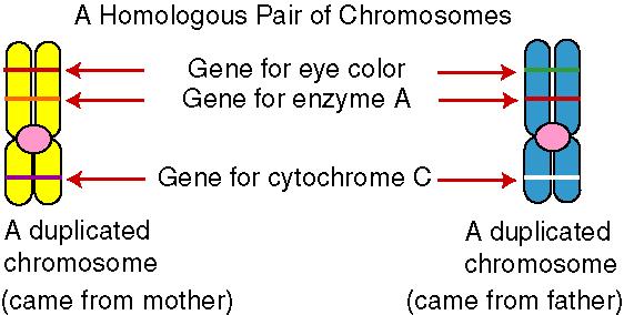 Emparelhamento de homólogos O processo de emparelhamento designa-se por sinapse e consiste numa justaposição gene a gene entre os dois cromossomas homólogos.