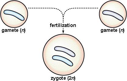 Fecundação A reprodução sexuada implica que ocorra a