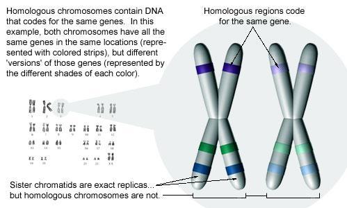 Cromossomas homólogos Têm forma e estrutura