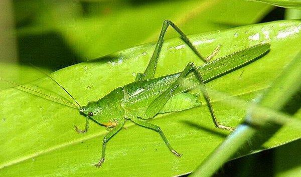 Orthoptera Tipos de