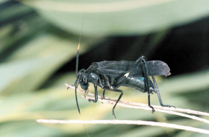 Orthoptera Mimetismo Refere-se a características que