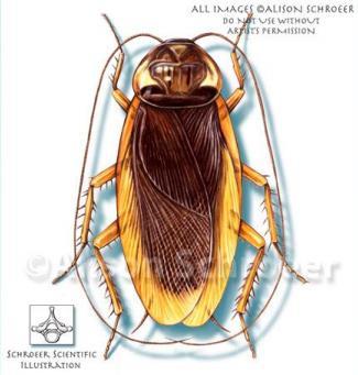Blattaria - Corpo ovalado e achatado - Antenas filiformes ou setáceas, longas e inserida