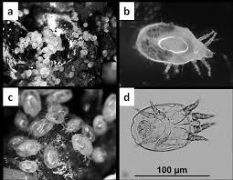 lacunatus R. dominica A.