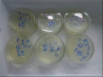 Belo Horizonte/MG - 24 a 27/11/2014 Figura 4: Estufa usada para acondicionar as placas de Petri com as amostras de resíduos orgânicos inoculadas em meios aeróbios.