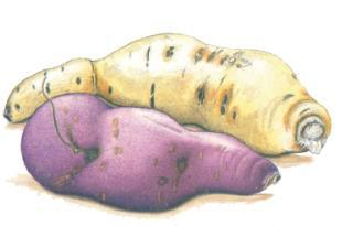 Disciplina: Produção de Hortaliças TÉCNICAS DE PRODUÇÃO DA BATATA DOCE (Ipomoea batatas L.