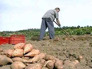 prevalece a tuberização; CRESCIMENTO E DESENVOLVIMENTO A época de plantio varia em função das condições locais (temperatura, chuva, luminosidade,