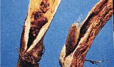 PRAGAS DA CULTURA Broca-das-hastes As lagartas desta praga formam galerias largas dentro do caule e hastes largas, podendo se estender até às batatas.