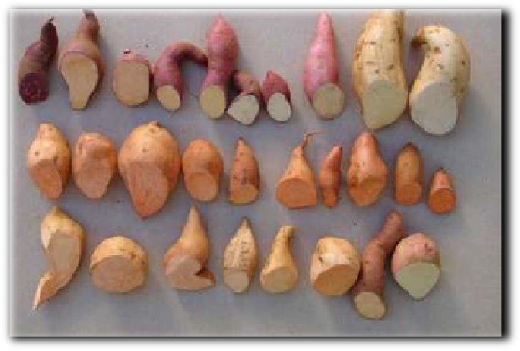 GRUPOS E CULTIVARES As variedades de batata doce mais comuns são: Rosada