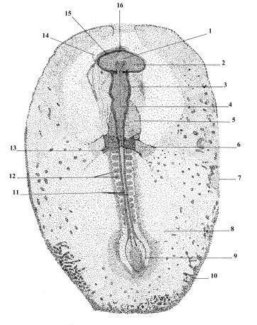 Prega neural; 10. Prega lateral do corpo; 11. Bolsa subcefálica; 12. Notocorda; 13. Mesênquima da cabeça; 14.