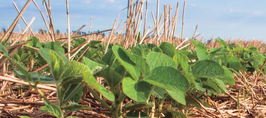 MANEJO Doenças: técnicas para melhorar o controle Neste momento em que agricultores planejam o plantio da próxima safra de verão, o pesquisador da área de Fitopatologia da Embrapa Soja, Dr.