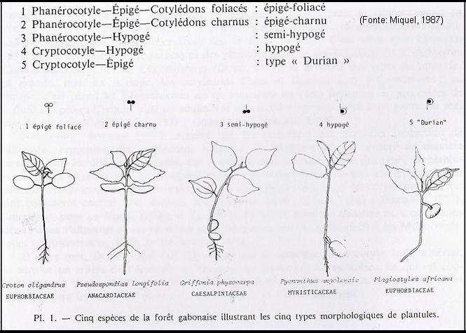 Figura 2. Grupos morfofuncionais propostos por Miquel (1987) para 210 espécies florestais da região de Makokou, Gabão baseadas na natureza dos cotilédones e alongamento do hipocótilo.