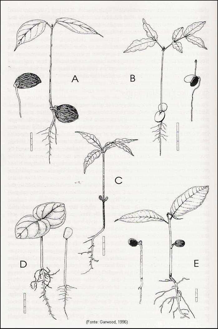 Figura 4. Tipos morfofuncionais de plântulas adotados. A. tipo CHR em Quararibeia pterocalyx Hemsl. (Malvaceae); B. tipo FHR em Pithecellobium rufescens (Benth.) Pitt. (Fabaceae); C.