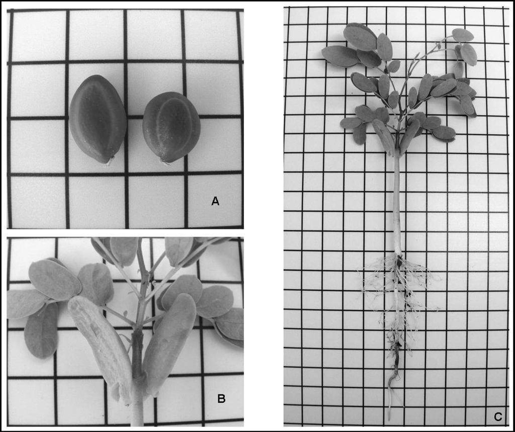 6.3.6 - Enterolobium gummiferum (Mart.) J. F. Macbr. Família: Fabaceae - Mimosoideae / Nome popular: Orelha-de-macaco Floração: agosto a setembro / Frutificação: maio a setembro Figura 22.