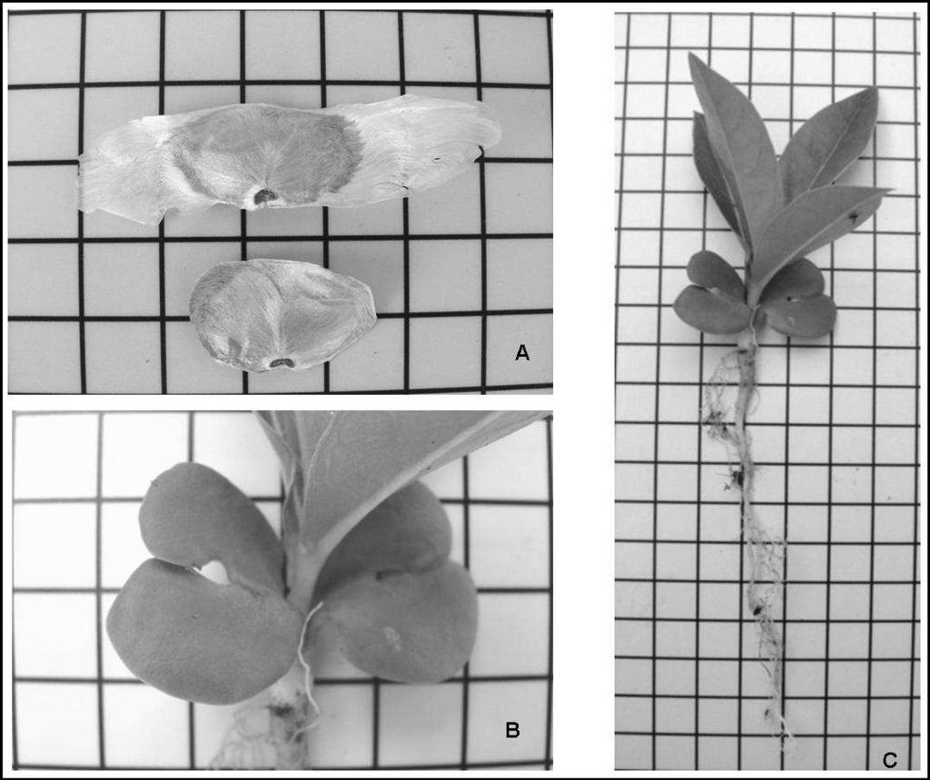 6.3.14 - Tabebuia aurea (Manso) Benth. & Hook F. Ex S. Moore Família: Bignoniaceae / Nome popular: Caraíba Floração: junho a setembro / Frutificação: setembro a outubro Figura 38. Tabebuia aurea. A.