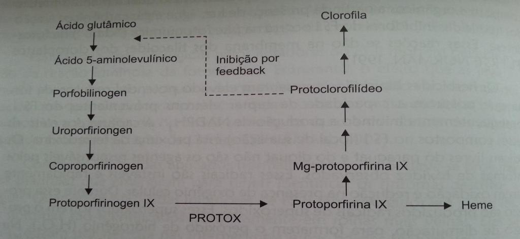 Modo de ação CLOROPLASTO Protoporfirinogen IX Oxidado Protoporfirina IX