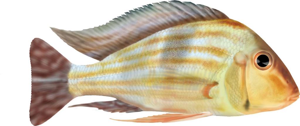 117 PERCIFORMES ACARÁ-RÓI-RÓI Nome científico: Geophagus proximus (Castelnau, 1855). Outros nomes comuns: Acará-papa-terra, acarátinga; mojarra (Colômbia).