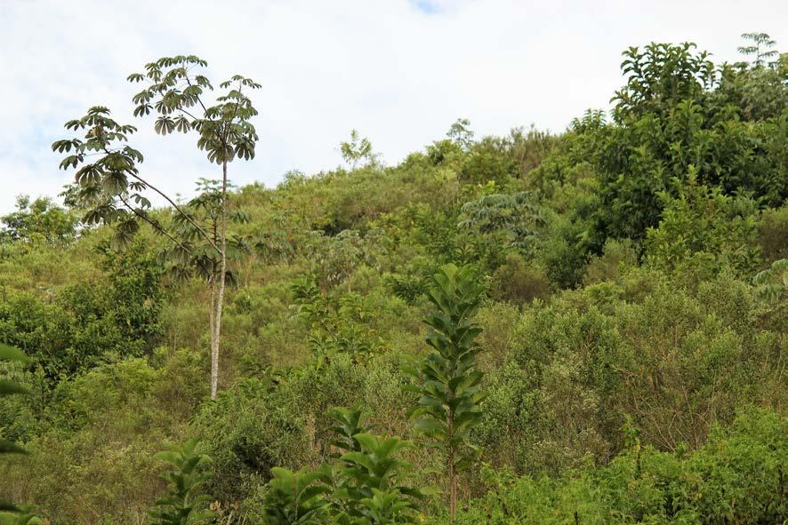 Figura 6: Regeneração natural ativa em andamento em Pindamonhangaba, SP. 3.2.