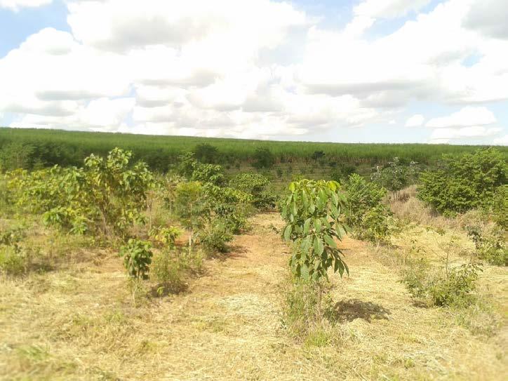 3.2.3 Plantio de mudas A técnica de plantar mudas é amplamente utilizada no Brasil, talvez seja a técnica mais antiga de restauração florestal conhecida.