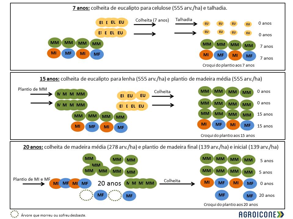 Figura A 15: Croqui do plantio nos anos 7, 15 e 20 anos.