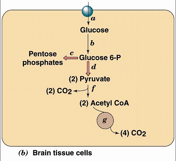 glicose por