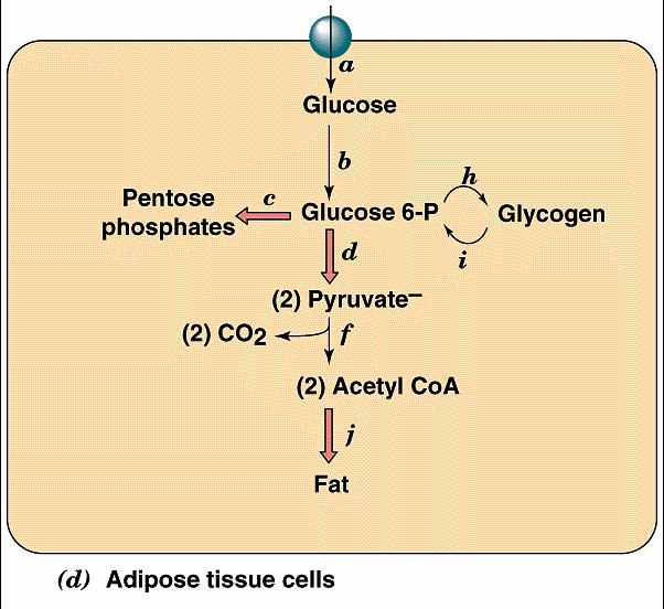 glicose por