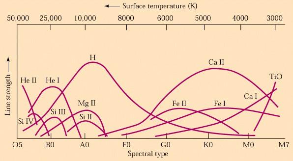 Estrelas: espectros, luminosidades e massas GAUMa 2013 (Sobrinho J. L. G.) 7 Figura 5: Intensidade das riscas de absorção de diversos elementos em função da temperatura ou, equivalentemente, em função do tipo espectral [3].