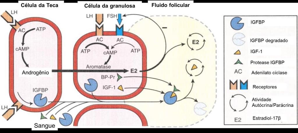 26 Figura 1 - Modelo esquemático, adaptado de Ginther et al.