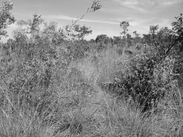 Riqueza, diversidade e composição florística em áreas de cerrado em regeneração.