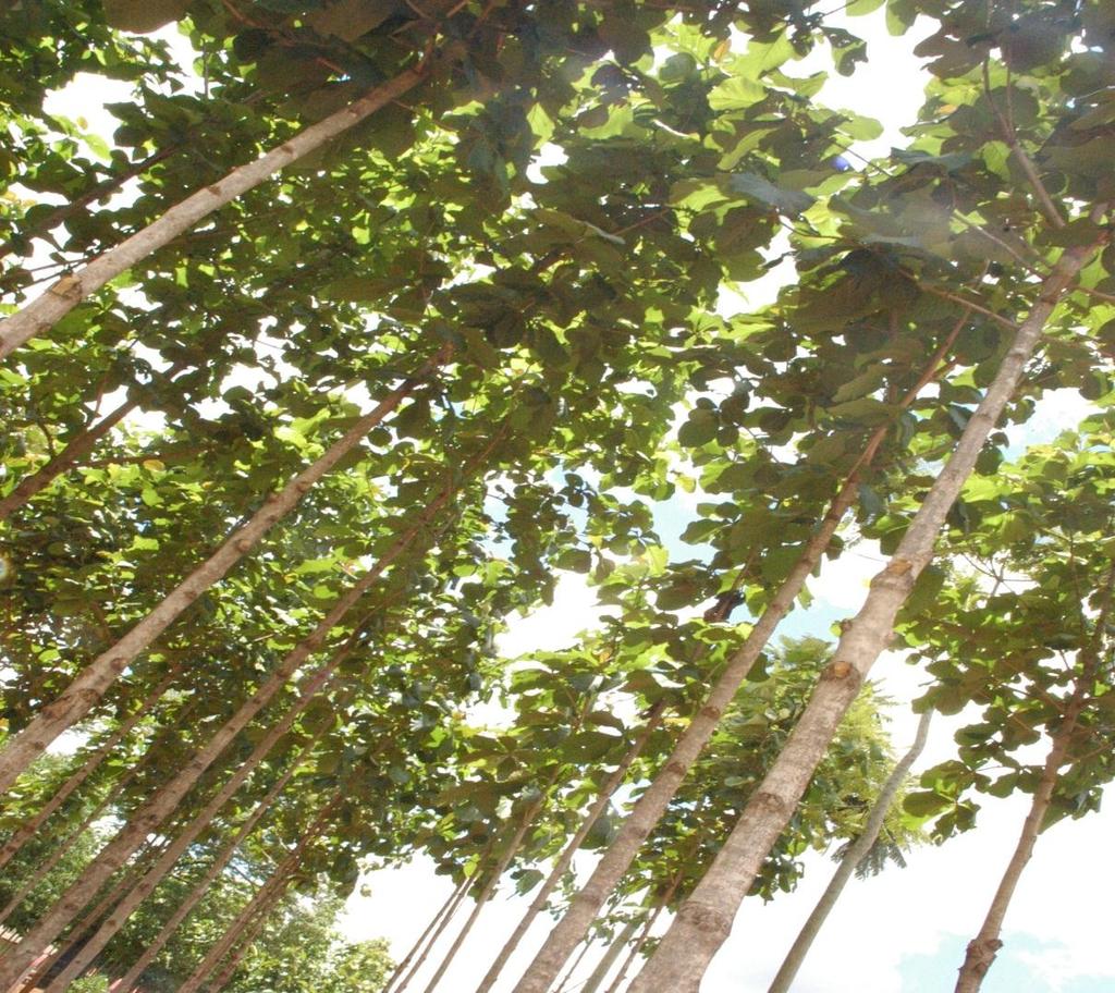 TECTONIA GRANDIS (TECA) TECA A MADEIRA MAIS VALORIZADA DO MERCADO A Tectona grandis, popularmente conhecida como Teca, é uma árvore de grande porte, nativa das florestas tropicais situadas entre 10 e