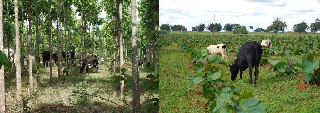 O Sistema é uma alternativa do uso da terra, contribuindo para reduzir os problemas decorrentes do desmatamento e da degradação de diferentes ecossistemas.