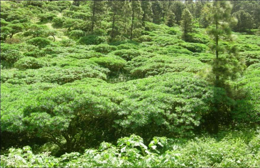 Floresta em Cabo Verde A