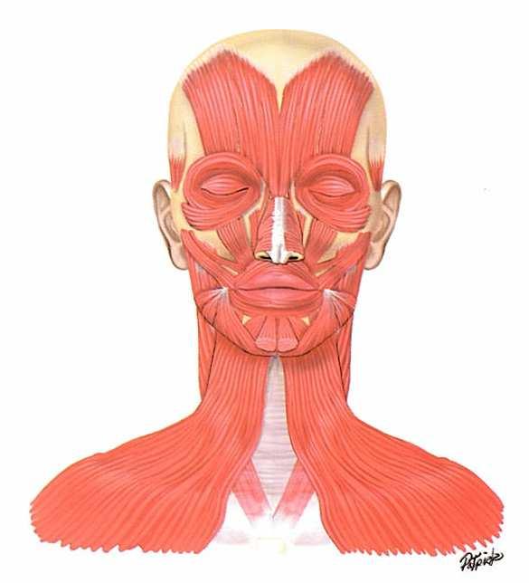 Figura 2 : M.M. da mímica (GUIRRO e GUIRRO, 2004) 5.