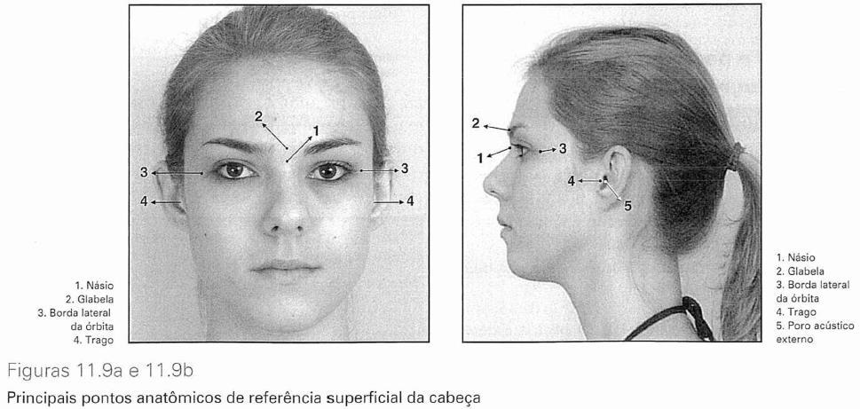 ESTUDO RADIOGRÁFICO DO CRÂNIO Pontos anatômicos de referência superficial da cabeça São úteis para a identificação de estruturas anatômicas, facilitando a realização do exame radiográfico.