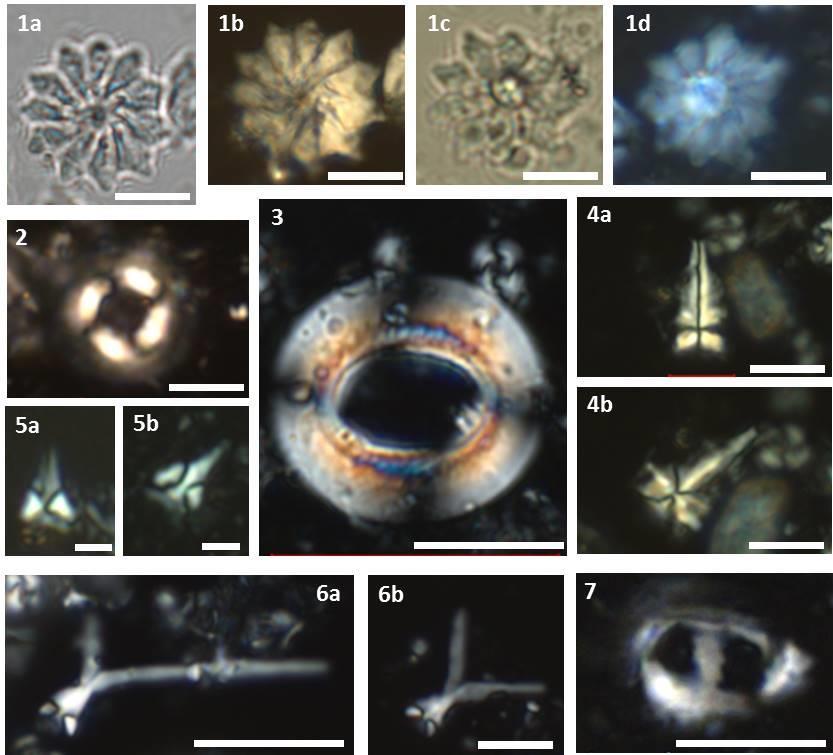 Estampa 1. Espécies de nanofósseis calcários usadas para delimitar biozonas oligocênicas (N505 a N545) na MCB. 1. Discoaster barbadiensis (a. nicóis paralelos PPL; b.