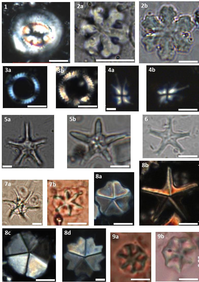 Estampa 4. Outras espécies de nanofósseis calcários que compõem o quadro bioestratigráfico do Mioceno (biozonas N547 a N640) na MCB. 1. Coccolithus miopelagicus XPL. 2. Discoaster deflandrei (a.